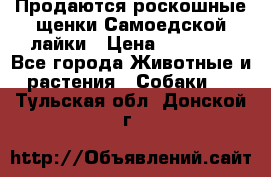 Продаются роскошные щенки Самоедской лайки › Цена ­ 40 000 - Все города Животные и растения » Собаки   . Тульская обл.,Донской г.